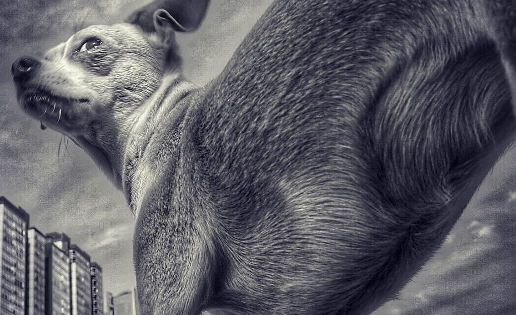 Gran Chihuahua